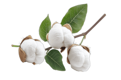 Ingredient image